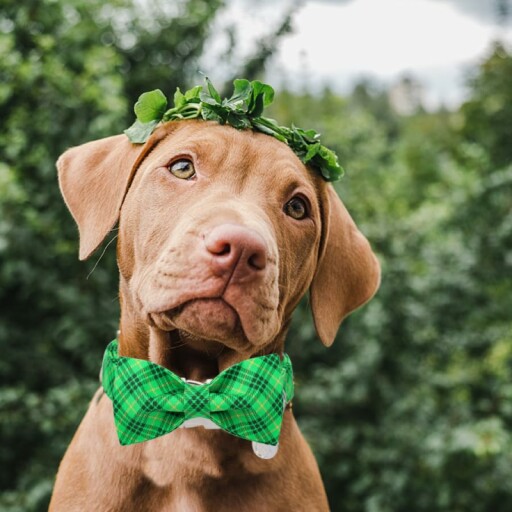 Image of a happy dog wearing the DOGWONG St. Patrick's Day Dog Collar