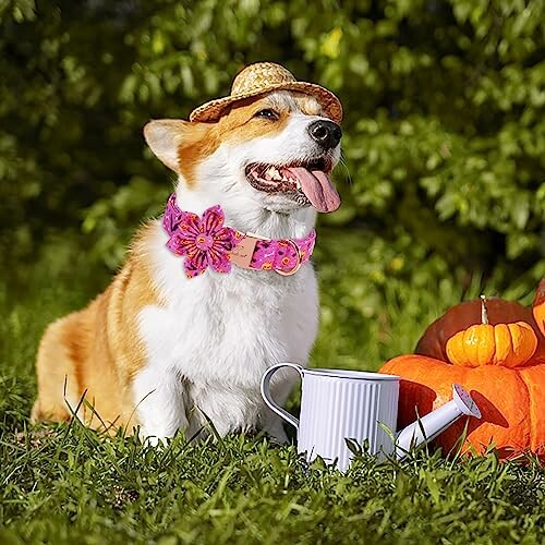 Corgi wearing a straw hat and pink collar sitting on grass with pumpkins and a watering can.