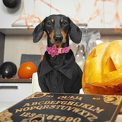 Dachshund wearing a black costume with a pumpkin and Ouija board.