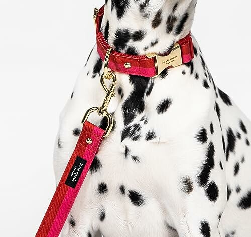 Dalmatian wearing a red collar and leash