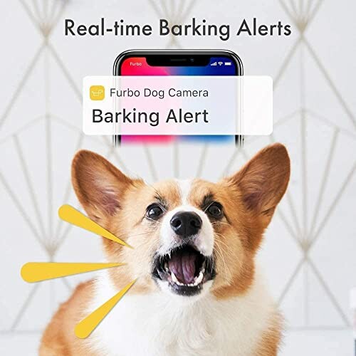 Corgi dog barking with smartphone showing barking alert.