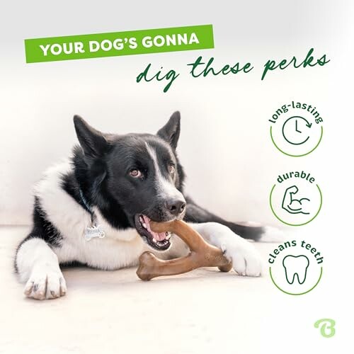 Dog chewing bone with benefits listed: long-lasting, durable, cleans teeth.