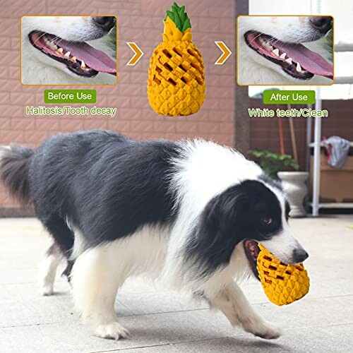 Dog playing with a pineapple-shaped dental toy, showing before and after dental health improvement.