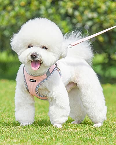 Fluffy white dog on a leash standing on grass.