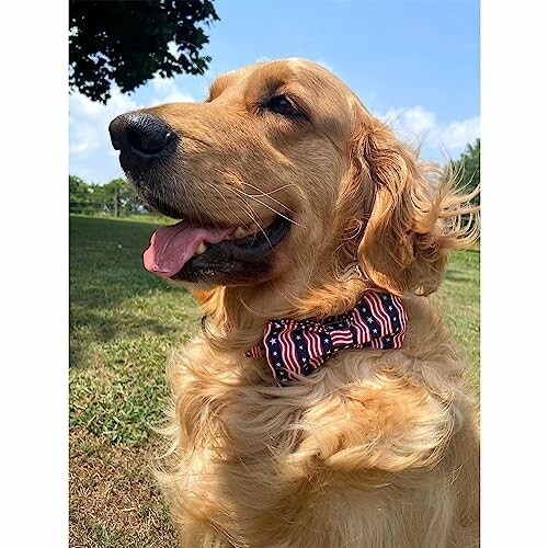 Golden retriever wearing a bow tie outdoors