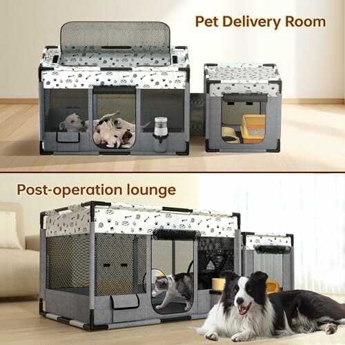 Pet delivery room and post-operation lounge with animals and a dog.