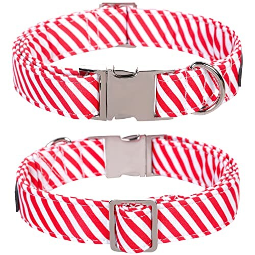 Two red and white striped dog collars with metal buckles.