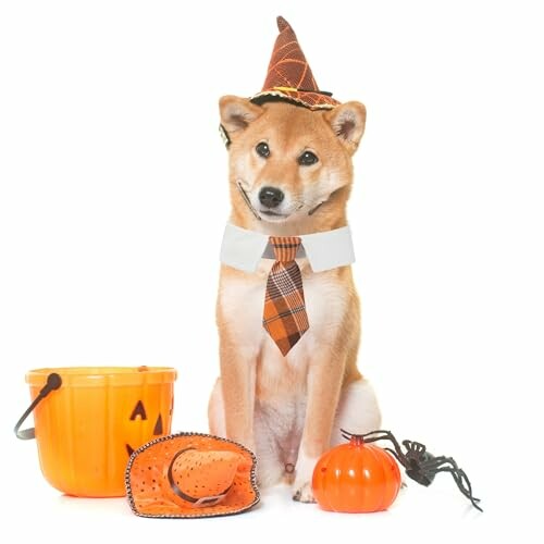 Shiba Inu dog in Halloween costume with hat and tie, next to pumpkin and spider props.