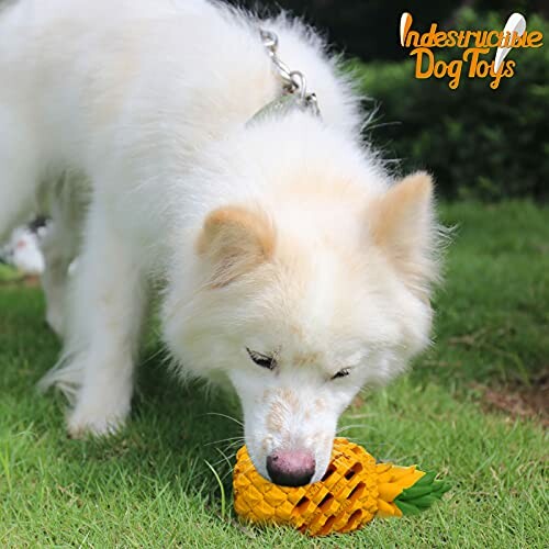 White dog playing with a pineapple-shaped toy on grass